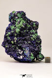 09166 - Beautiful 4.24 Inch Azurite Cristals + Malachite Cristals - Alnif (South Morocco)
