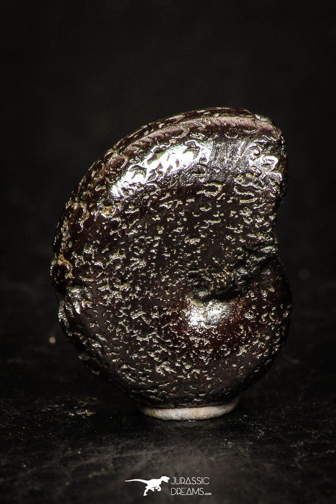 05219 - Beautiful Pyritized 0.69 Inch Phylloceras Lower Cretaceous Ammonites