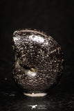 05219 - Beautiful Pyritized 0.69 Inch Phylloceras Lower Cretaceous Ammonites
