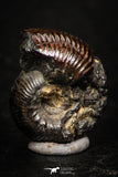 05220 - Stunning Pyritized 0.67 Inch Olcostephanus sp Lower Cretaceous Ammonites