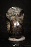 05220 - Stunning Pyritized 0.67 Inch Olcostephanus sp Lower Cretaceous Ammonites