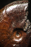 05221 - Beautiful Pyritized 0.64 Inch Unidentified Lower Cretaceous Ammonites