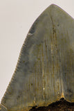 09170 - Top Beautiful 2.93 Inch Megalodon Shark Tooth Miocene South Carolina - USA