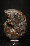 05224 - Beautiful Pyritized 0.86 Inch Phylloceras Lower Cretaceous Ammonites