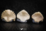 06432 - Great Collection of 3 Ginglymostoma sp Nurse Shark Teeth Paleocene