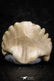 06432 - Great Collection of 3 Ginglymostoma sp Nurse Shark Teeth Paleocene