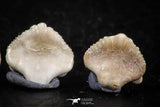 06432 - Great Collection of 3 Ginglymostoma sp Nurse Shark Teeth Paleocene