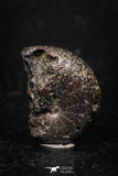 05225 - Beautiful Pyritized 0.82 Inch Phylloceras Lower Cretaceous Ammonites