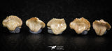 06433 - Great Collection of 5 Ginglymostoma sp Nurse Shark Teeth Paleocene
