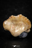 06433 - Great Collection of 5 Ginglymostoma sp Nurse Shark Teeth Paleocene