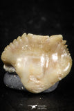 06433 - Great Collection of 5 Ginglymostoma sp Nurse Shark Teeth Paleocene