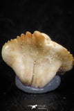 06433 - Great Collection of 5 Ginglymostoma sp Nurse Shark Teeth Paleocene
