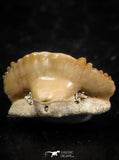 06433 - Great Collection of 5 Ginglymostoma sp Nurse Shark Teeth Paleocene