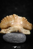 06433 - Great Collection of 5 Ginglymostoma sp Nurse Shark Teeth Paleocene