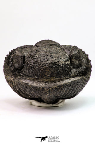 09173 - Nice Rolled 2.78 Inch Drotops armatus Middle Devonian Trilobite