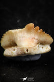 06433 - Great Collection of 5 Ginglymostoma sp Nurse Shark Teeth Paleocene