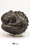 09173 - Nice Rolled 2.78 Inch Drotops armatus Middle Devonian Trilobite
