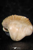 06434 - Great Collection of 4 Ginglymostoma sp Nurse Shark Teeth Paleocene