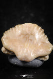 06434 - Great Collection of 4 Ginglymostoma sp Nurse Shark Teeth Paleocene