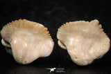 06434 - Great Collection of 4 Ginglymostoma sp Nurse Shark Teeth Paleocene