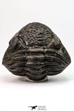 09173 - Nice Rolled 2.78 Inch Drotops armatus Middle Devonian Trilobite