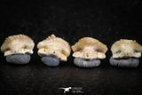 06434 - Great Collection of 4 Ginglymostoma sp Nurse Shark Teeth Paleocene