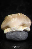 06434 - Great Collection of 4 Ginglymostoma sp Nurse Shark Teeth Paleocene