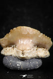 06434 - Great Collection of 4 Ginglymostoma sp Nurse Shark Teeth Paleocene