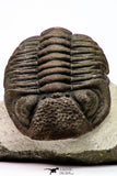 09174 - Well Prepared 3.09 Inch Drotops megalomanicus Middle Devonian Trilobite