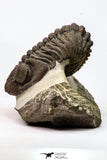 09174 - Well Prepared 3.09 Inch Drotops megalomanicus Middle Devonian Trilobite