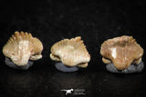 06435 - Great Collection of 5 Ginglymostoma sp Nurse Shark Teeth Paleocene