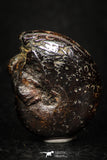 05229 - Beautiful Pyritized 0.96 Inch Phylloceras Lower Cretaceous Ammonites