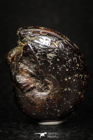 05229 - Beautiful Pyritized 0.96 Inch Phylloceras Lower Cretaceous Ammonites