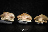 06435 - Great Collection of 5 Ginglymostoma sp Nurse Shark Teeth Paleocene
