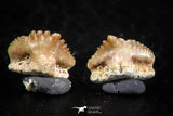 06435 - Great Collection of 5 Ginglymostoma sp Nurse Shark Teeth Paleocene