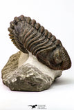 09174 - Well Prepared 3.09 Inch Drotops megalomanicus Middle Devonian Trilobite