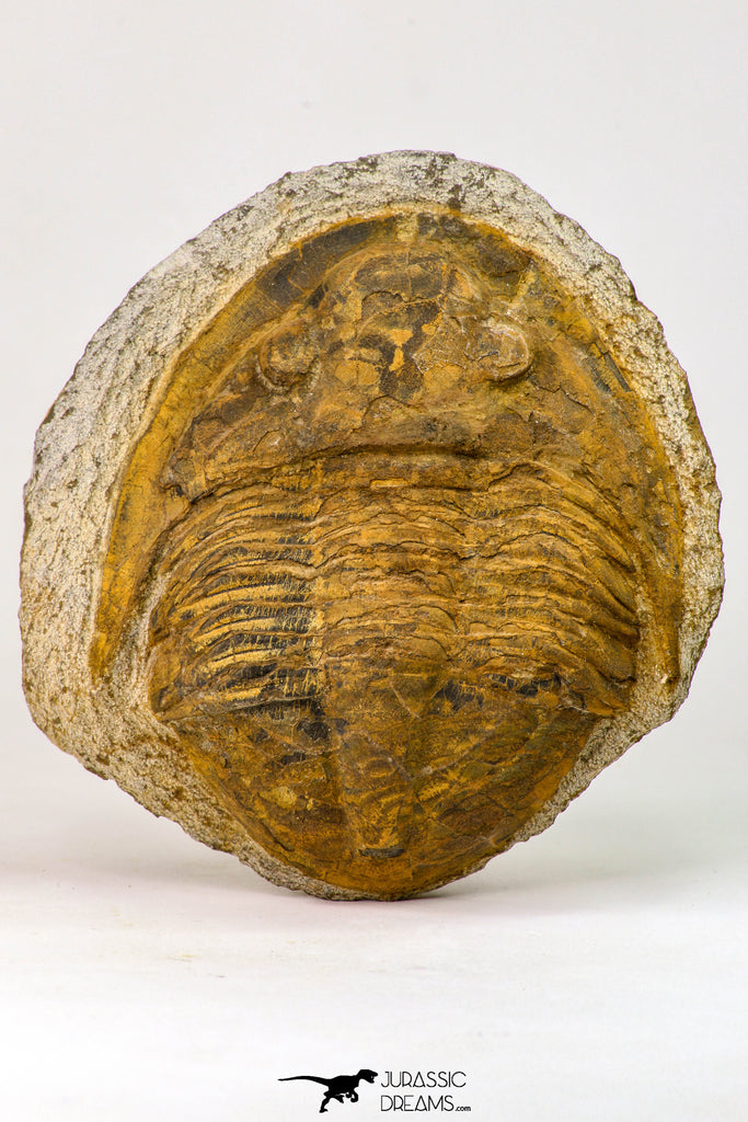 09175 - Beautiful 3.39 Inch Unidentified Asaphid Ordovician Trilobite Taouz outcrops