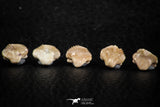 06436 - Great Collection of 5 Ginglymostoma sp Nurse Shark Teeth Paleocene
