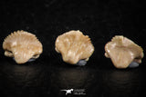 06436 - Great Collection of 5 Ginglymostoma sp Nurse Shark Teeth Paleocene