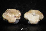 06436 - Great Collection of 5 Ginglymostoma sp Nurse Shark Teeth Paleocene