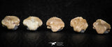 06436 - Great Collection of 5 Ginglymostoma sp Nurse Shark Teeth Paleocene