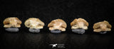 06436 - Great Collection of 5 Ginglymostoma sp Nurse Shark Teeth Paleocene