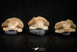 06436 - Great Collection of 5 Ginglymostoma sp Nurse Shark Teeth Paleocene