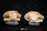 06436 - Great Collection of 5 Ginglymostoma sp Nurse Shark Teeth Paleocene