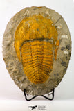 09176 - Top Beautiful 5.58 Inch Cambropallas telesto Middle Cambrian Trilobite
