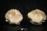 06437 - Great Collection of 5 Ginglymostoma sp Nurse Shark Teeth Paleocene