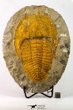 09176 - Top Beautiful 5.58 Inch Cambropallas telesto Middle Cambrian Trilobite
