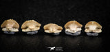 06437 - Great Collection of 5 Ginglymostoma sp Nurse Shark Teeth Paleocene