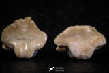 06438 - Great Collection of 5 Ginglymostoma sp Nurse Shark Teeth Paleocene