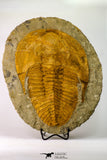09177 - Top Huge 8.58 Inch Cambropallas telesto Middle Cambrian Trilobite